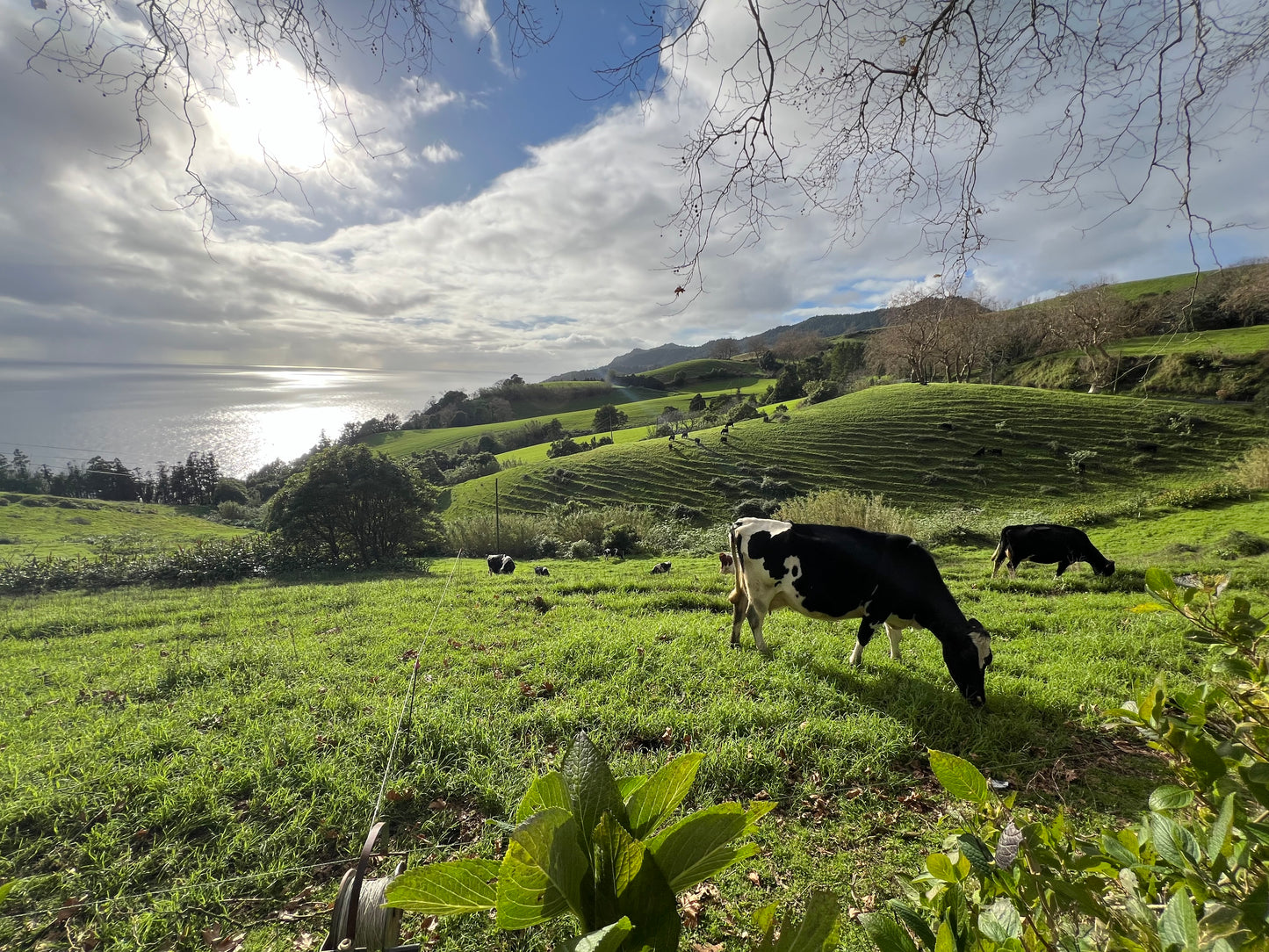 🌴 SEMANA SANTA Azores: Isla del Atlántico, entre lagos y volcanes  🌋 ➸ 📅 Lunes, 14.04.25 - Domingo, 20.04.25 💰799€-999€