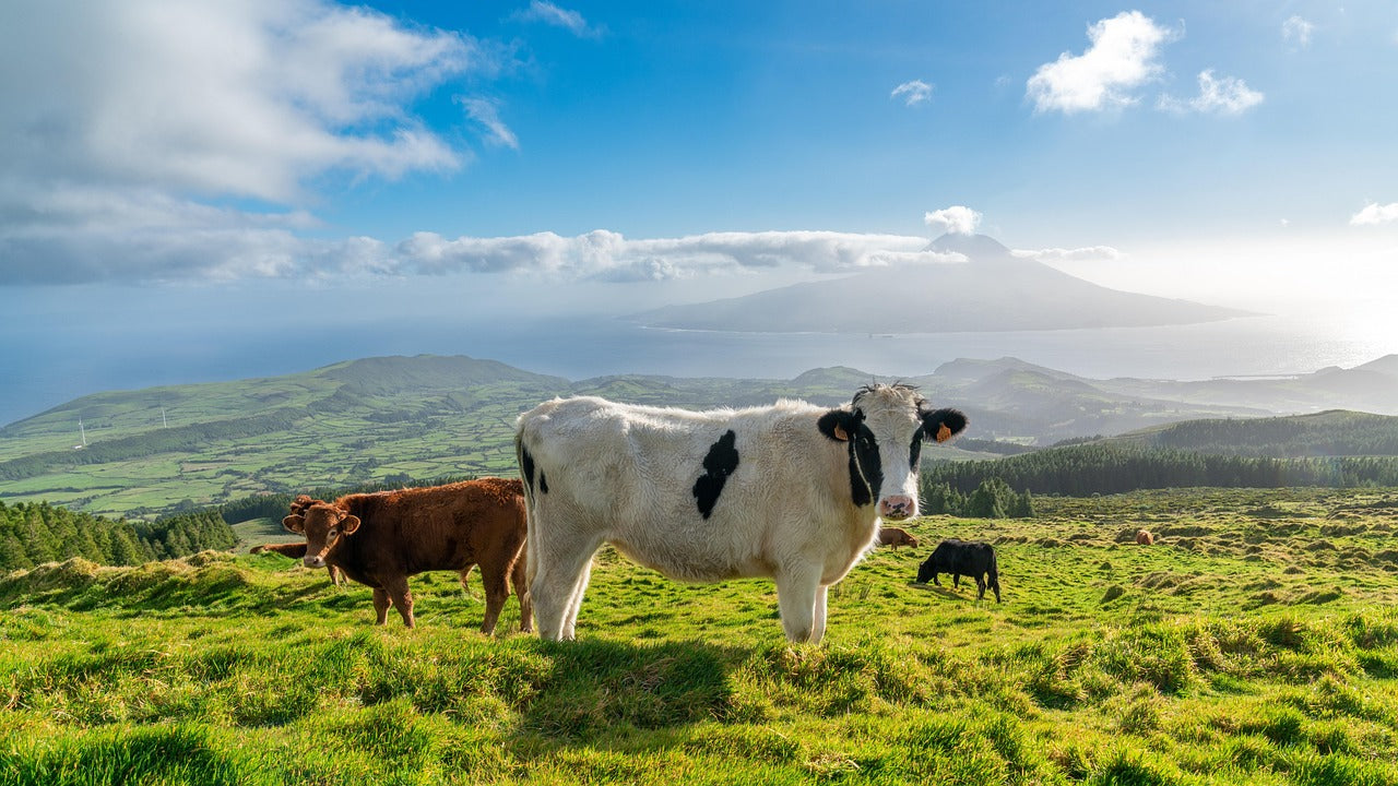 🌴 SEMANA SANTA Azores: Isla del Atlántico, entre lagos y volcanes  🌋 ➸ 📅 Lunes, 14.04.25 - Domingo, 20.04.25 💰799€-999€